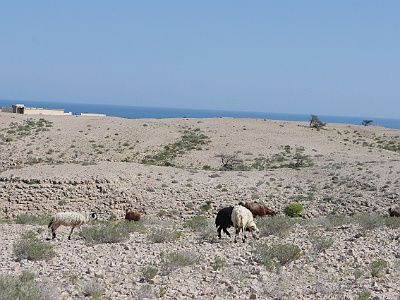 144 Pustinja Omana